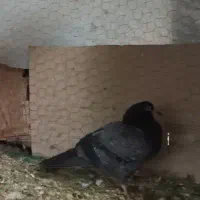 کبوتر|پرنده|رشت, تازه آباد|دیوار