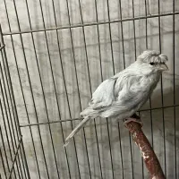 قناری نر نقره ای رنگ خاص