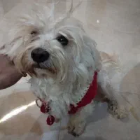 گمشده|حیوانات|تهران, امیریه|دیوار