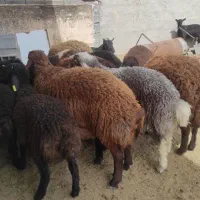 بره نر کشتاری