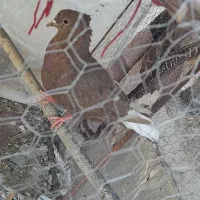 ماده دمسفید وماده سوسک به فروش می‌رسد