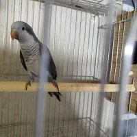 راهب بنفش ماده|پرنده|بومهن, |دیوار