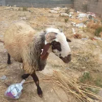 قوچ هترو