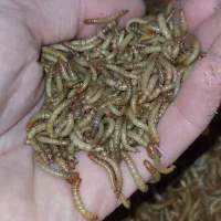 میلورم زنده صادراتی درجه یک|خزنده|بجنورد, |دیوار