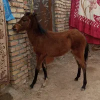 اسب‌۳ماهه‌نریون‌