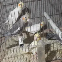 عروس هلندی مولد تضمینی۱۰۰٪|پرنده|آبدانان, |دیوار