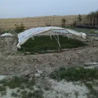 نهال گوجه