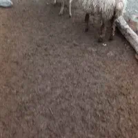 گوسفندفروشی