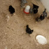 مرغ.خروس.اردک.بوقلمون