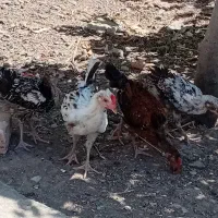 جوجه دورگه