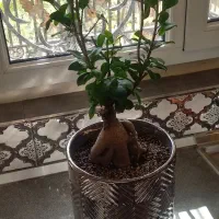 فروش بنسای زیر قیمت به دلیل جابجایی|گل و گیاه طبیعی|تهران, گلستان (شهرک راه آهن)|دیوار