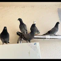 کفتر پرشی فروشی