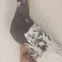 کبوتر کله تنها|پرنده|اهرم, |دیوار