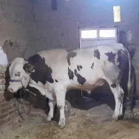 گوساله سیمینتال نر