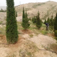 کارشناس امور فضای سبز و باغبانی|خدمات باغبانی و درختکاری|شیراز, شهرک بهشتی|دیوار