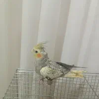 عروس هلندی کاشمر