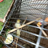 عروس هلندی لوتینو دستی