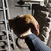 جوجه خروس دو رگه|حیوانات مزرعه|کرج, حیدرآباد|دیوار