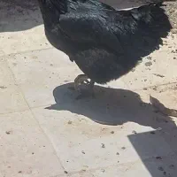 مرغ سیاه