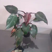 سانسوریا و چند گل دیگه سالم و با کیفیت|گل و گیاه طبیعی|اصفهان, جوزدان الیادران|دیوار