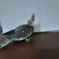 عروس هلندی|پرنده|فردیس, شهرک ناز|دیوار