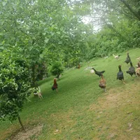 ویلاروستایی764/mسندتکبرگ‌سنگر‌/ قاضیان/سراوان|فروش خانه و ویلا|رشت, گلسار|دیوار