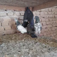 ده عدد جوجه