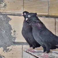 کبوتر زاغ چشم و نوک سفید