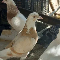 یک جفت کبوتر