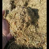 گاه عدس تازه