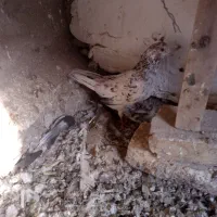 فروشی یه جایی|پرنده|بومهن, |دیوار