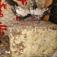 کبوتر سینه ای . کله دم سیاه .کله ماستی . طوقی|پرنده|فلاورجان, |دیوار