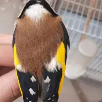 فروش سهره سرخ تازه تخت شروع کره به خوندن