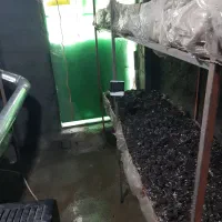 فروش قارچ فله ای