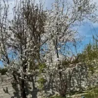 باغ 330 متر واقع در بکه