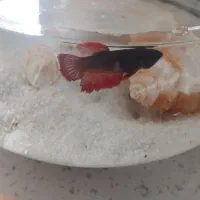 ماهی فایتر ماده|ماهی|اسلام‌شهر, چیچکلو|دیوار