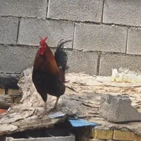 خروس تاج دار