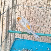 دوتا قناری  نر مست خوش رنگ. انگشتر. سهره.