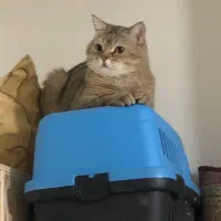 بریتیش اسکاتیش و پرشین