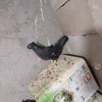 دو تا ماده سرک داراب|پرنده|شیراز, شهرک پرواز|دیوار