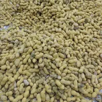 بادام زمینی غلاف دار|عمده‌فروشی|شبستر, |دیوار