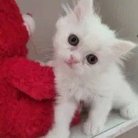 پرشین بریتیش ماده