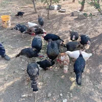 10عدد بوقلمون به فروش میرسد|حیوانات مزرعه|بناب, |دیوار