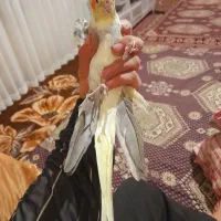 عروس هلندی نر  دوکت اهلی با قفس بزرگ یک متری|پرنده|تبریز, |دیوار
