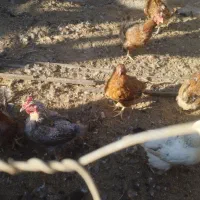 مرغ محلی|حیوانات مزرعه|قوچان, |دیوار