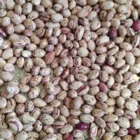 لوبیا چیتی|خوردنی و آشامیدنی|سلطانیه, |دیوار