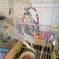 عروس هلندی|پرنده|قائمشهر, |دیوار