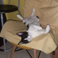 فروش سگ اشپیتز پوینتر