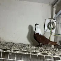 باشی قرمزی الابوغاز نر