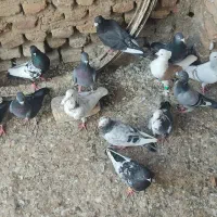 گفتر|پرنده|نگین شهر, |دیوار